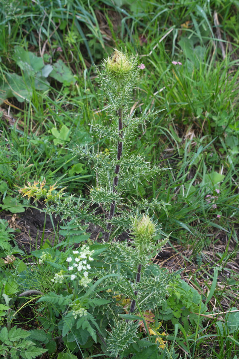 Изображение особи Cirsium obvallatum.