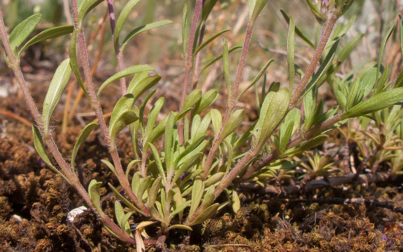 Изображение особи род Thymus.