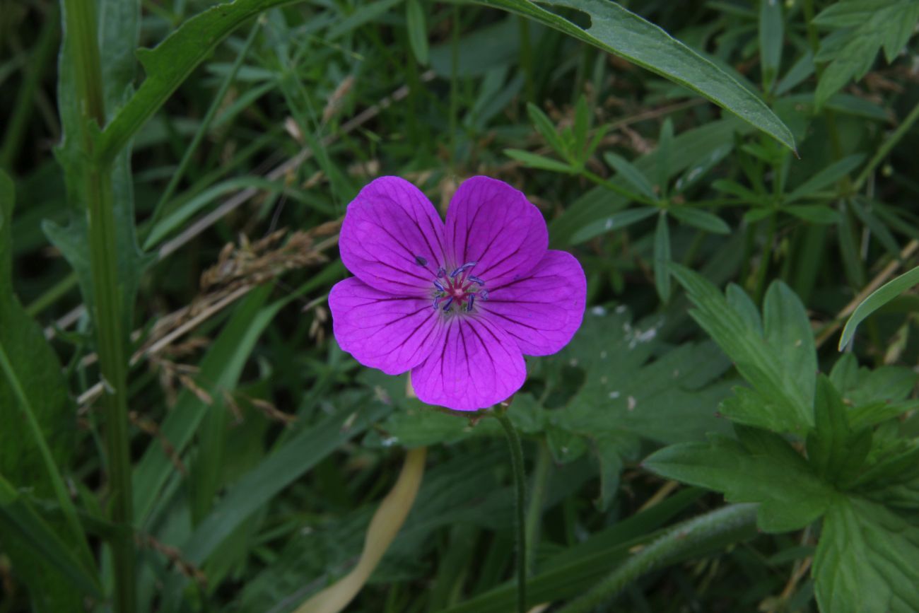 Изображение особи Geranium palustre.