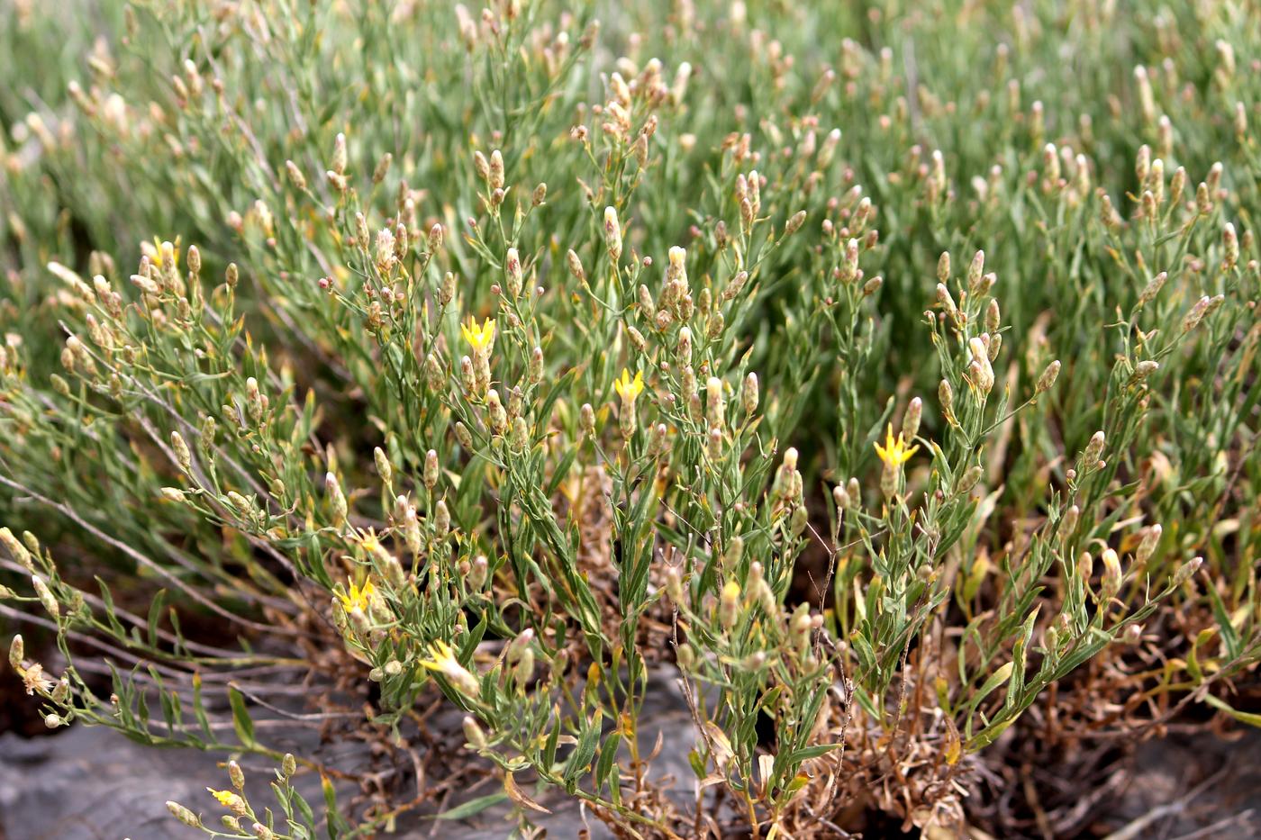 Изображение особи Pseudolinosyris grimmii.