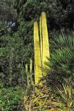 familia Cactaceae. Вегетирующее растение. Испания, Каталония, провинция Girona, Costa Brava, Blanes, ботанический сад \"Pinya de Rosa\". 27 октября 2008 г.