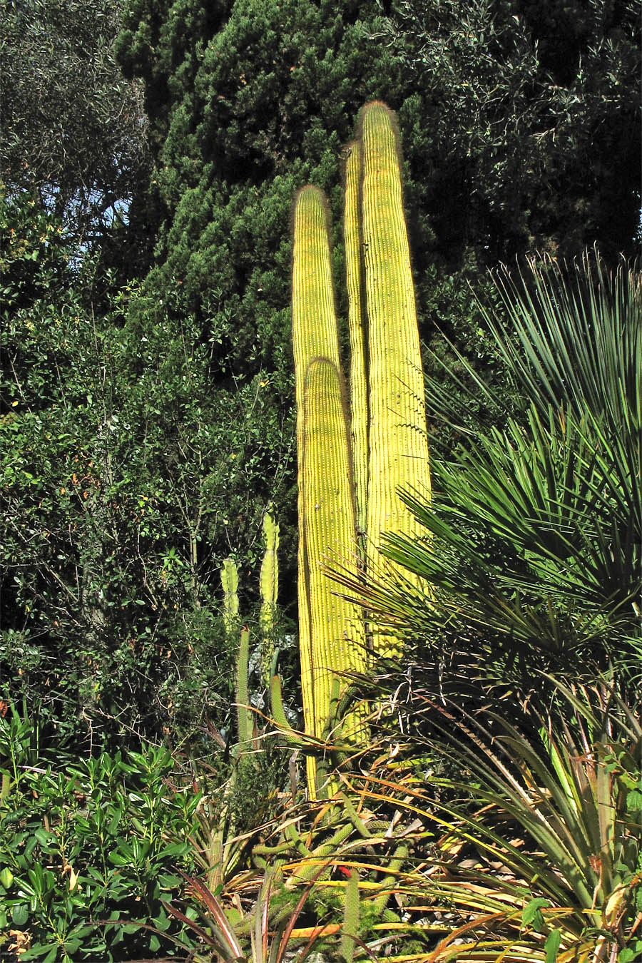 Image of familia Cactaceae specimen.