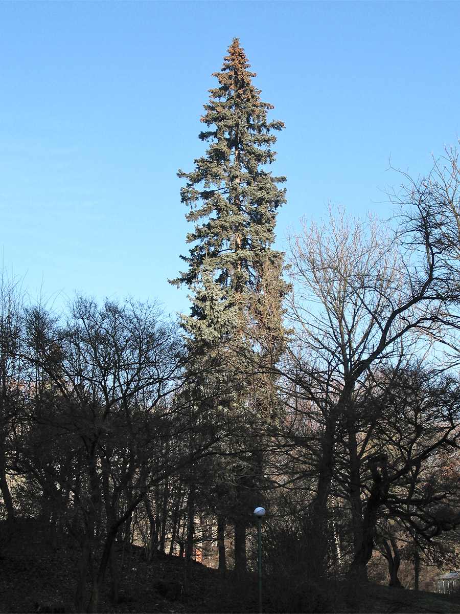 Изображение особи Picea omorika.