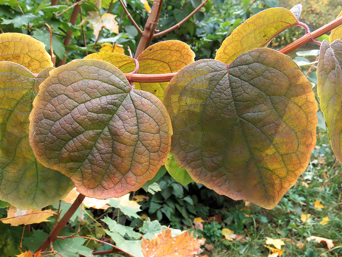 Image of Philadelphus pubescens specimen.