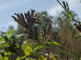 Saponaria officinalis. Верхушка побега с соплодием. Башкортостан, Белорецкий р-н, Зигазинский сельсовет, окр. Бакеевского моста, долина р. Зилим, прибрежный галечник. 29 августа 2020 г.