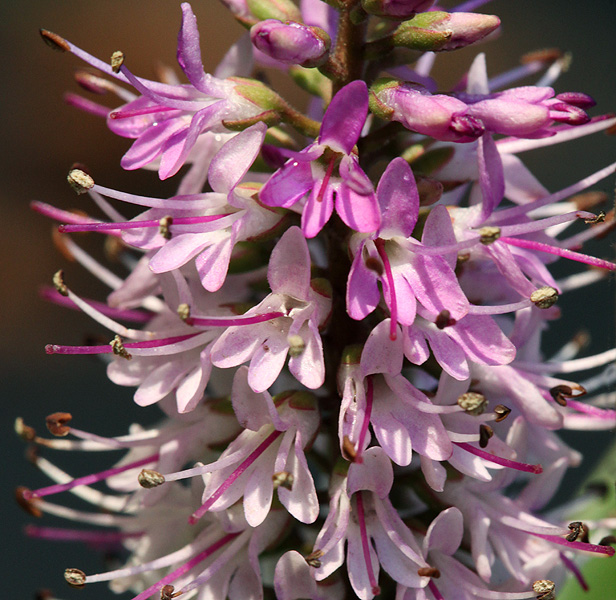 Изображение особи Hebe speciosa.