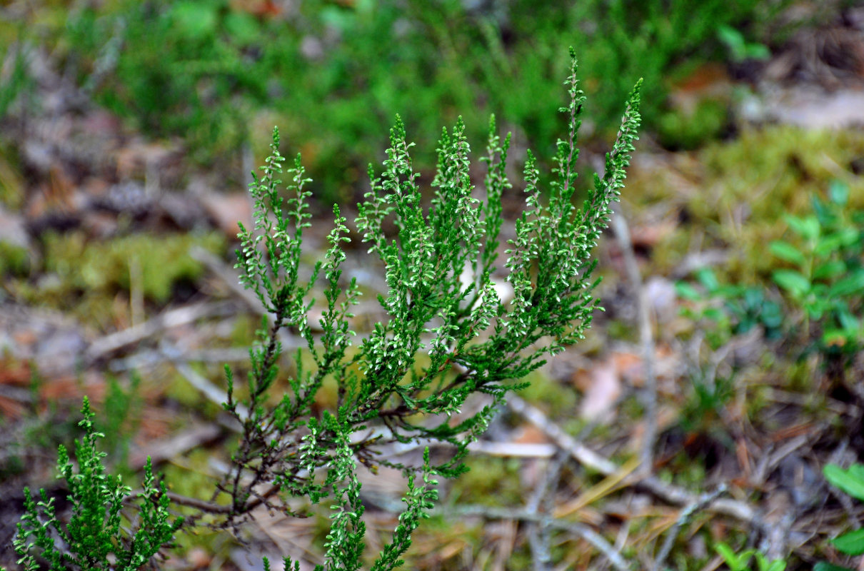 Image of Calluna vulgaris specimen.