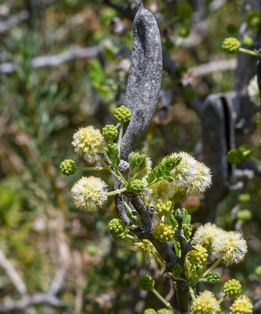 Изображение особи Vachellia hebeclada.