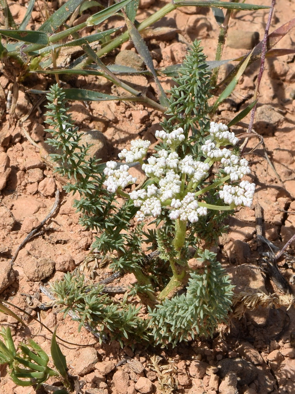 Image of Schrenkia golickeana specimen.