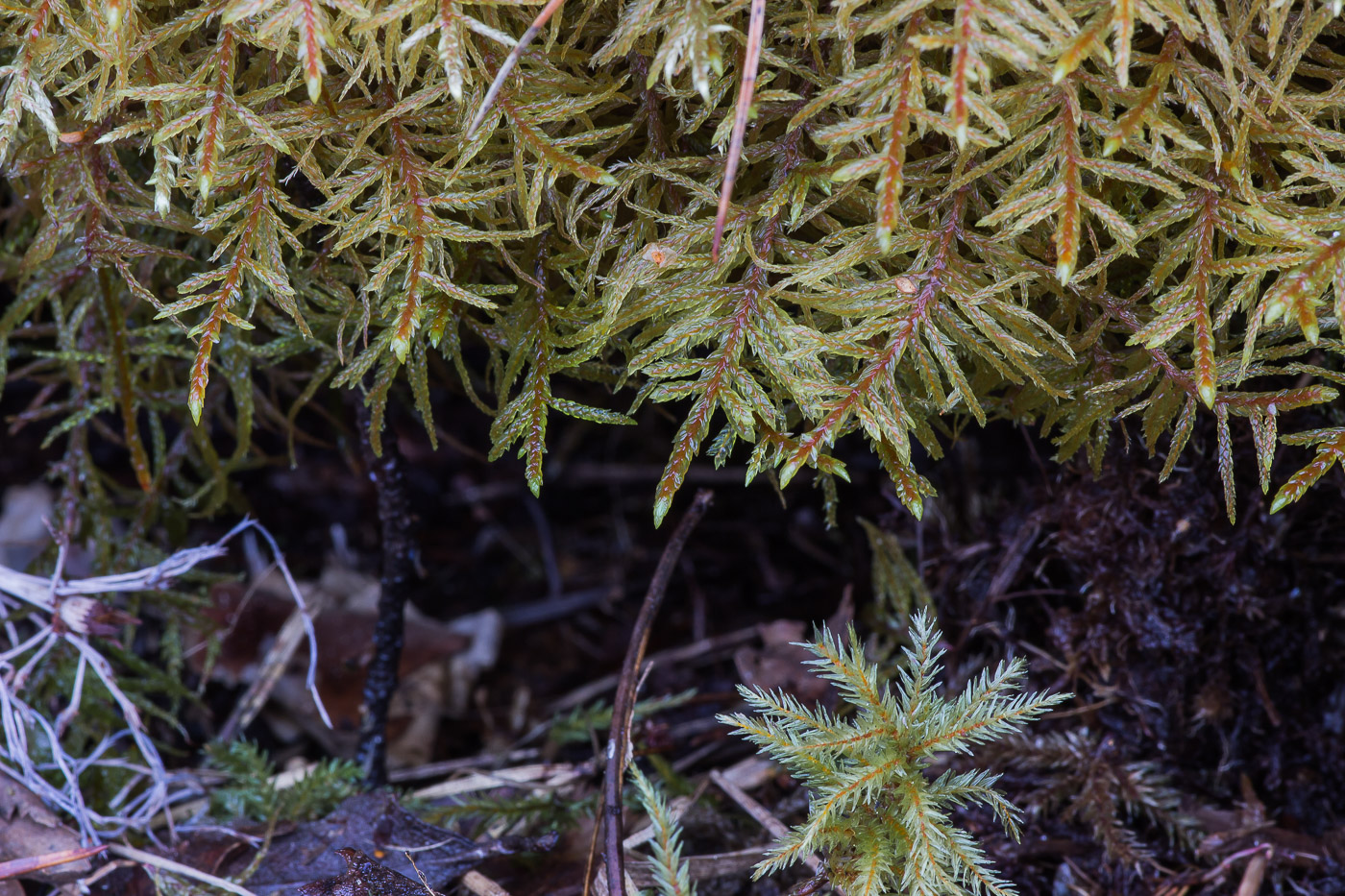 Image of Pleurozium schreberi specimen.