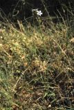 Plumbago europaea. Верхушка цветущего растения. Хорватия, Дубровник, побережье Адриатического моря, глинистый приморский склон. 29 августа 2010 г.