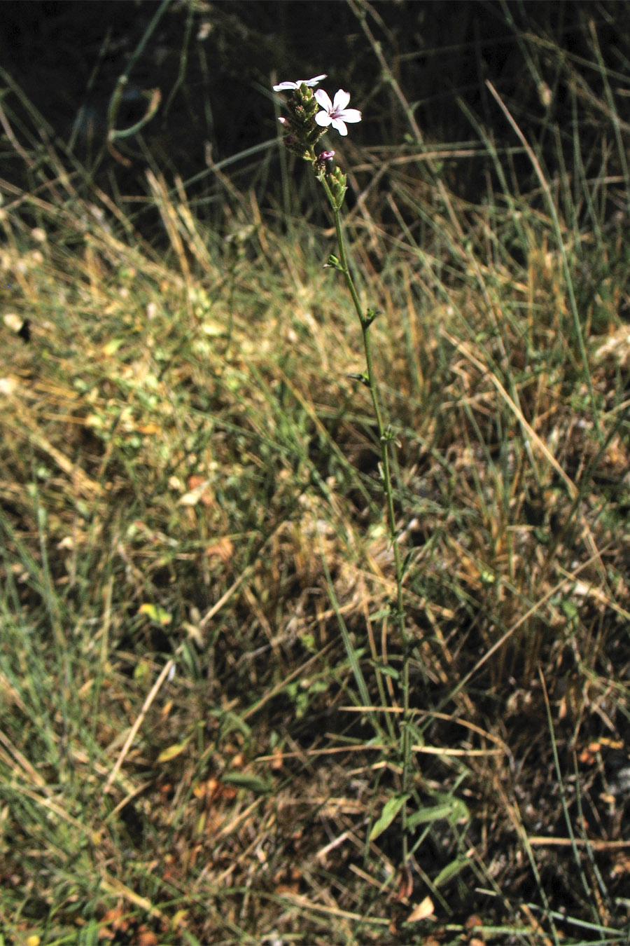 Image of Plumbago europaea specimen.