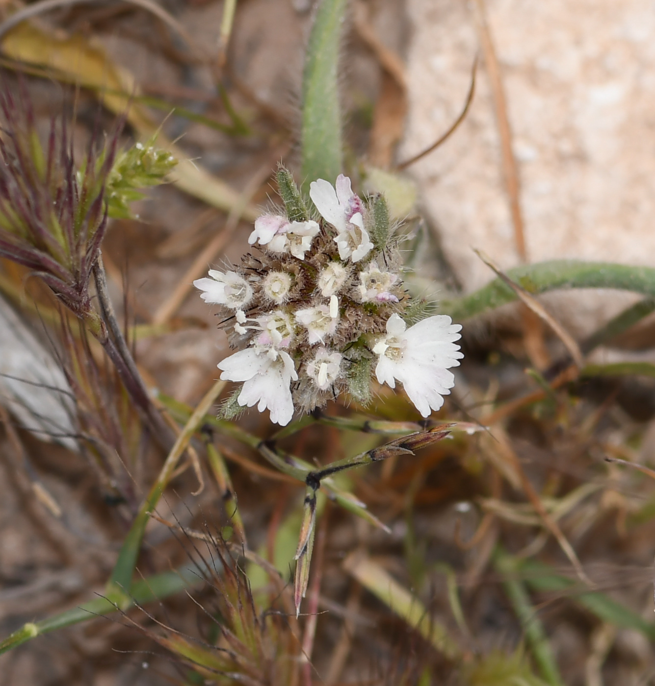 Изображение особи Sixalix eremophila.