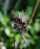 Cirsium heterophyllum. Соплодие. Тульская обл., Плавский р-н, окр. пос. Молочные Дворы, березовая роща. 13.08.2017.