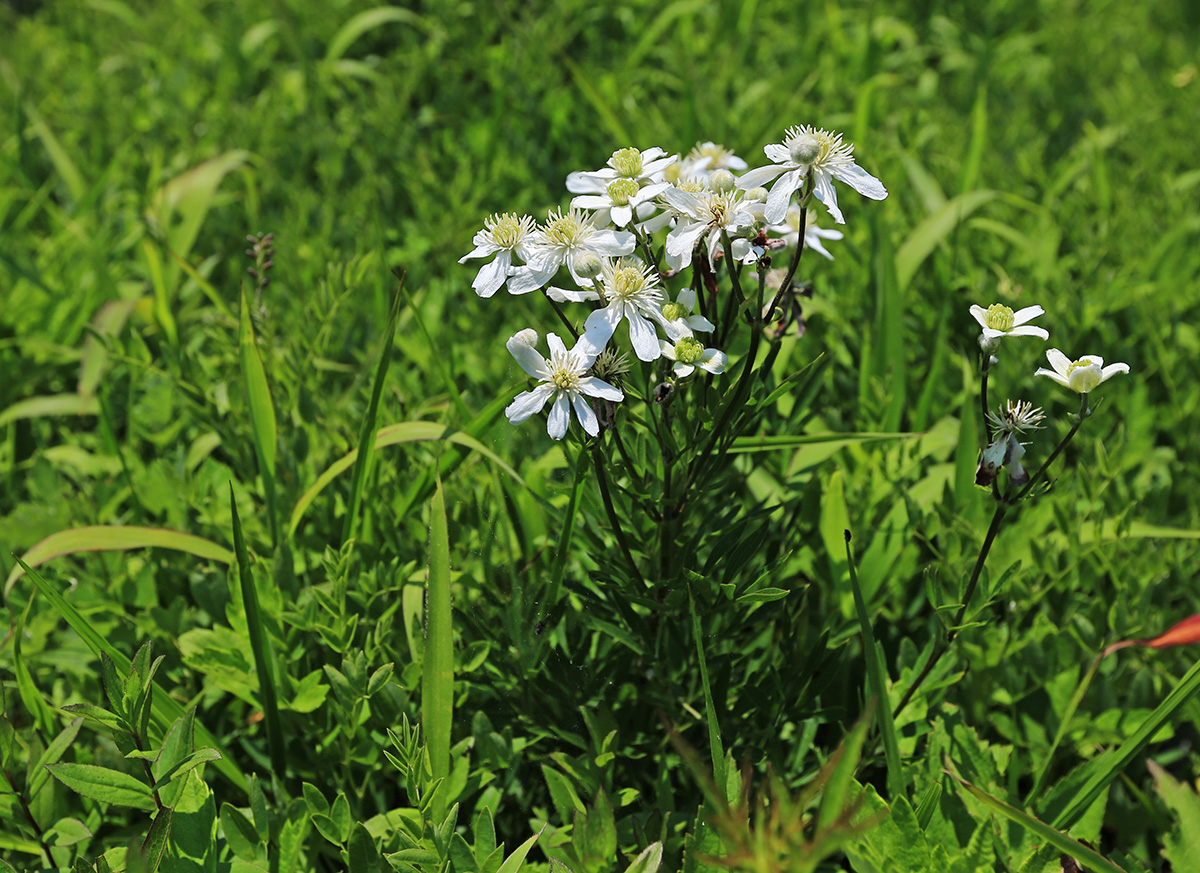 Image of Clematis hexapetala specimen.