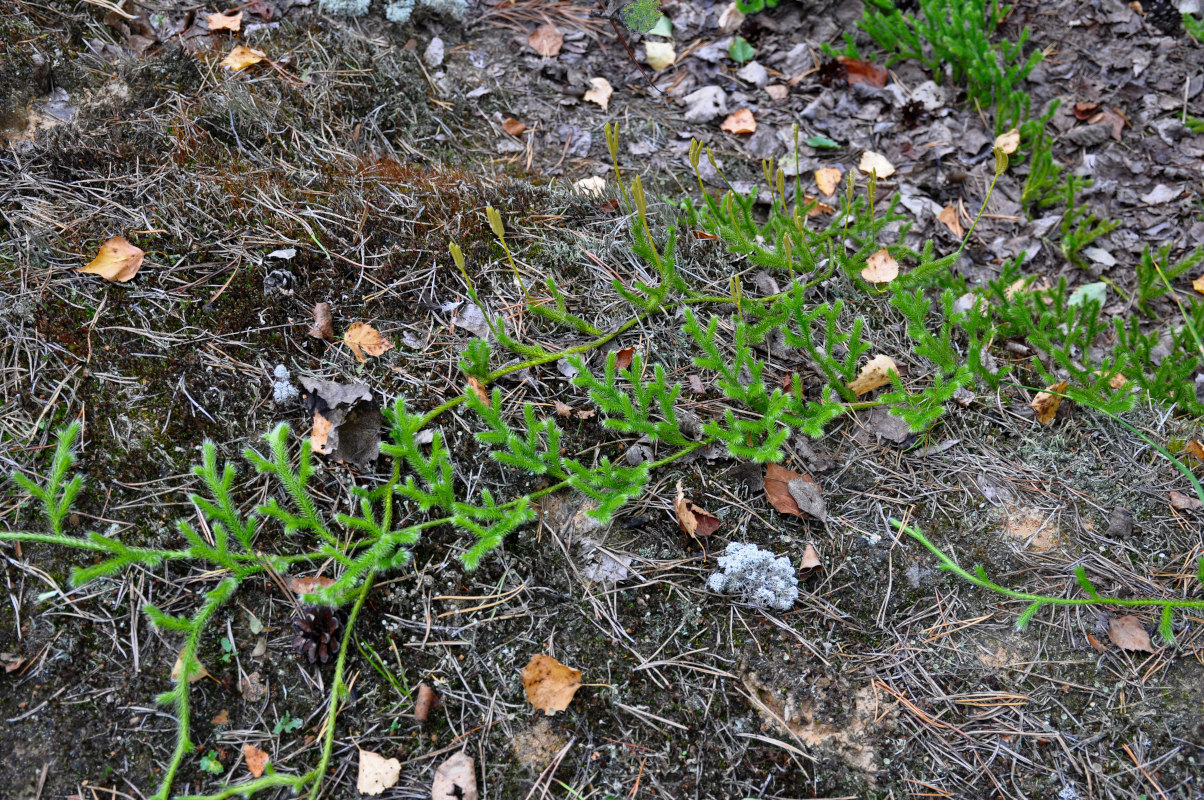 Изображение особи Lycopodium clavatum.