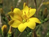 Blackstonia perfoliata