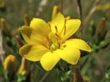 Blackstonia perfoliata. Цветок. Нидерланды, провинция Groningen, национальный парк Lauwersmeer, сырой луг на месте осушенного морского залива. 20 июля 2008 г.