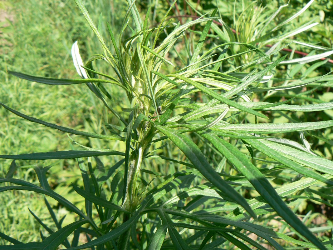 Изображение особи Artemisia vulgaris.