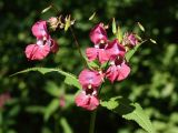 Impatiens glandulifera. Соцветия с цветками и плодами. Санкт-Петербург, Старый Петергоф, парк \"Сергиевка\", долина ручья ниже моста у Китайского домика, каменистый берег. 01.08.2020.