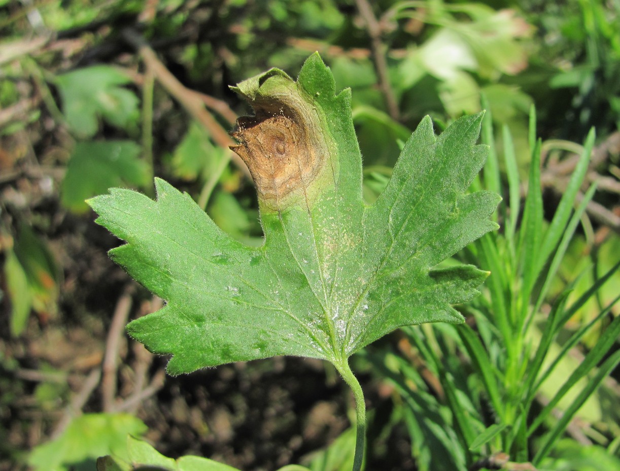 Image of Ribes aureum specimen.