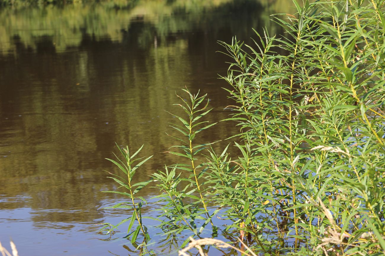 Image of Salix viminalis specimen.