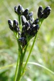 Saussurea parviflora. Верхушка растения с нераскрывшимися соцветиями. Республика Алтай, Онгудайский р-н, г. Вершина Тияхты, поляна в кедраче на высоте около 1800 м н.у.м. 30.07.2010.