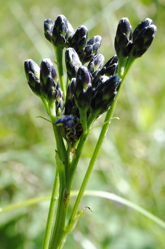 Image of Saussurea parviflora specimen.