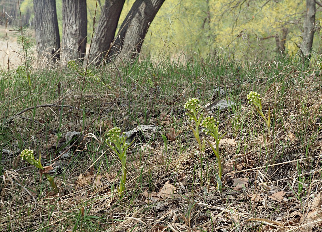 Изображение особи Petasites spurius.