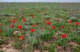 Tulipa suaveolens