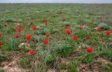 Tulipa suaveolens. Цветущие растения. Калмыкия, Яшкульский р-н, окр. пос. Яшкуль, степь. 18.04.2021.