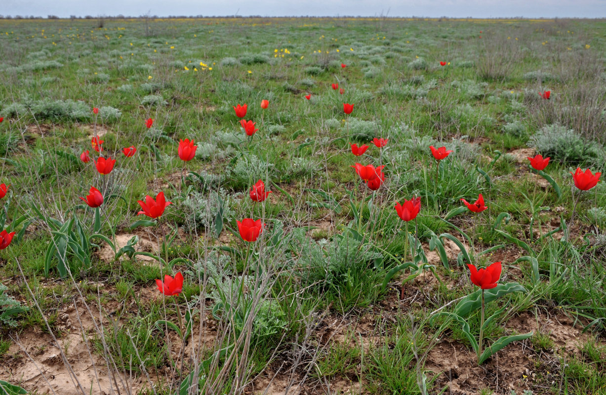 Изображение особи Tulipa suaveolens.