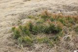 Pinus sylvestris ssp. hamata