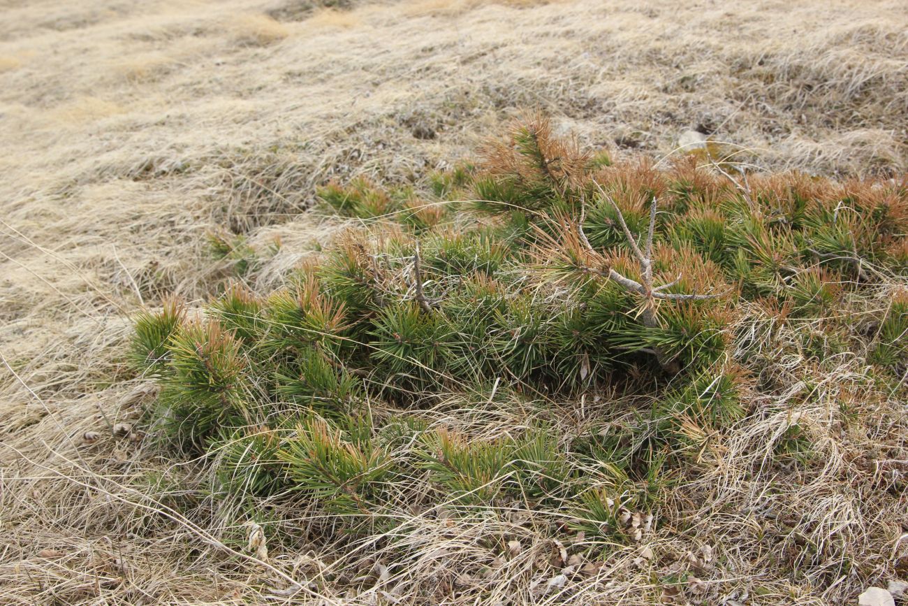 Image of Pinus sylvestris ssp. hamata specimen.