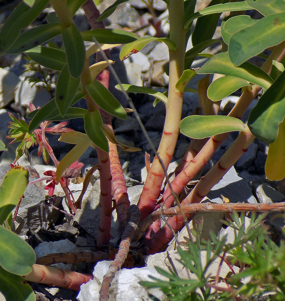 Image of Euphorbia stepposa specimen.