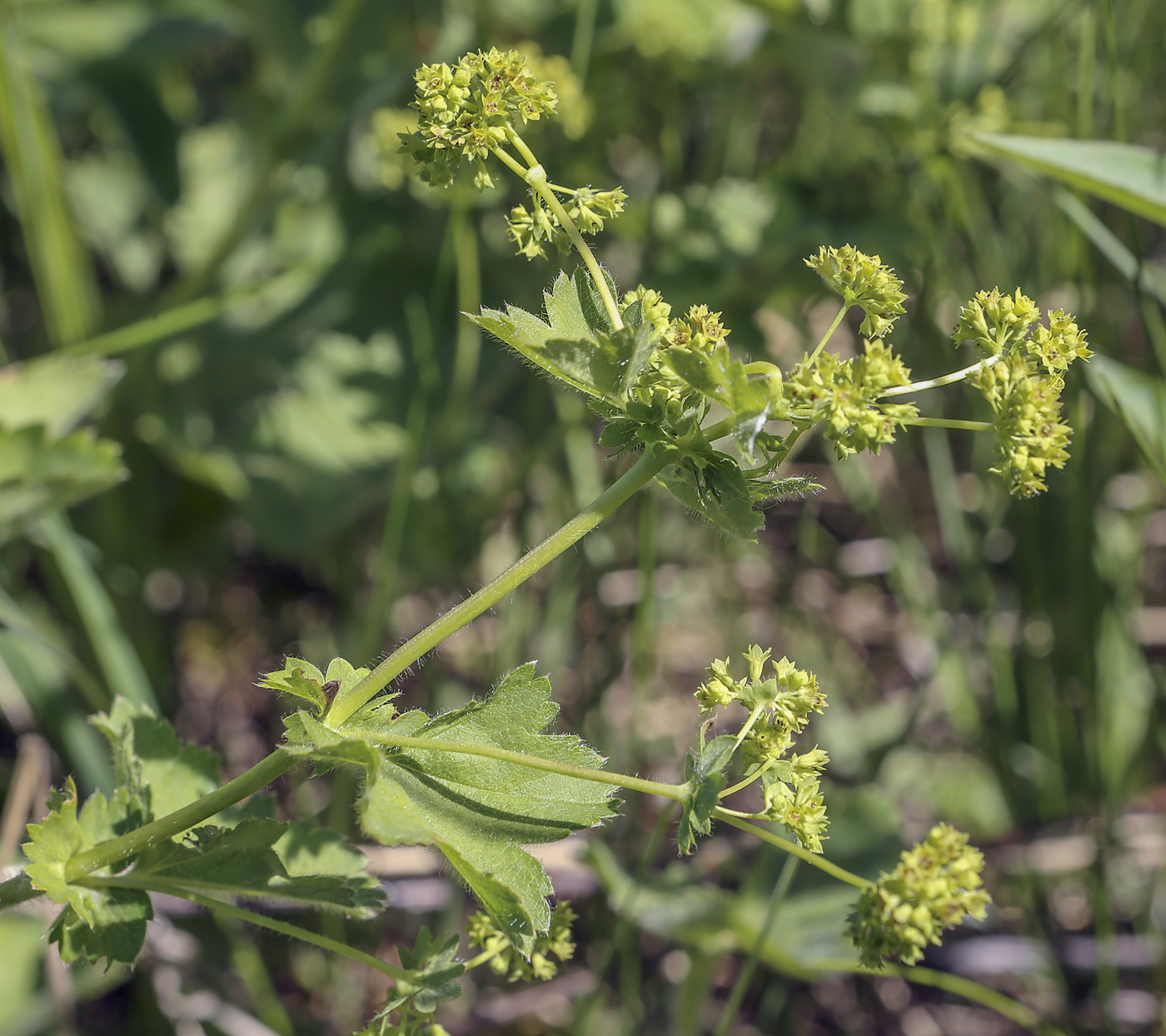 Изображение особи род Alchemilla.