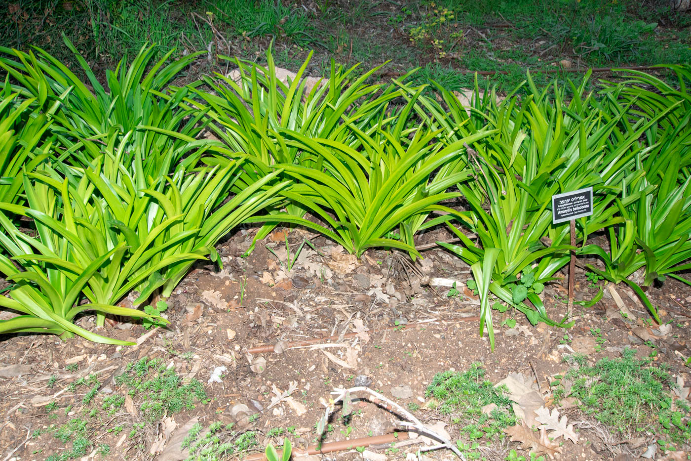 Image of Amaryllis belladonna specimen.