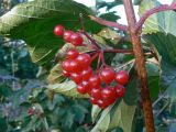 Viburnum sargentii. Часть побега и соплодие со зрелыми плодами. Хабаровск, ул. Ульяновская 60, в культуре. 22.09.2009.