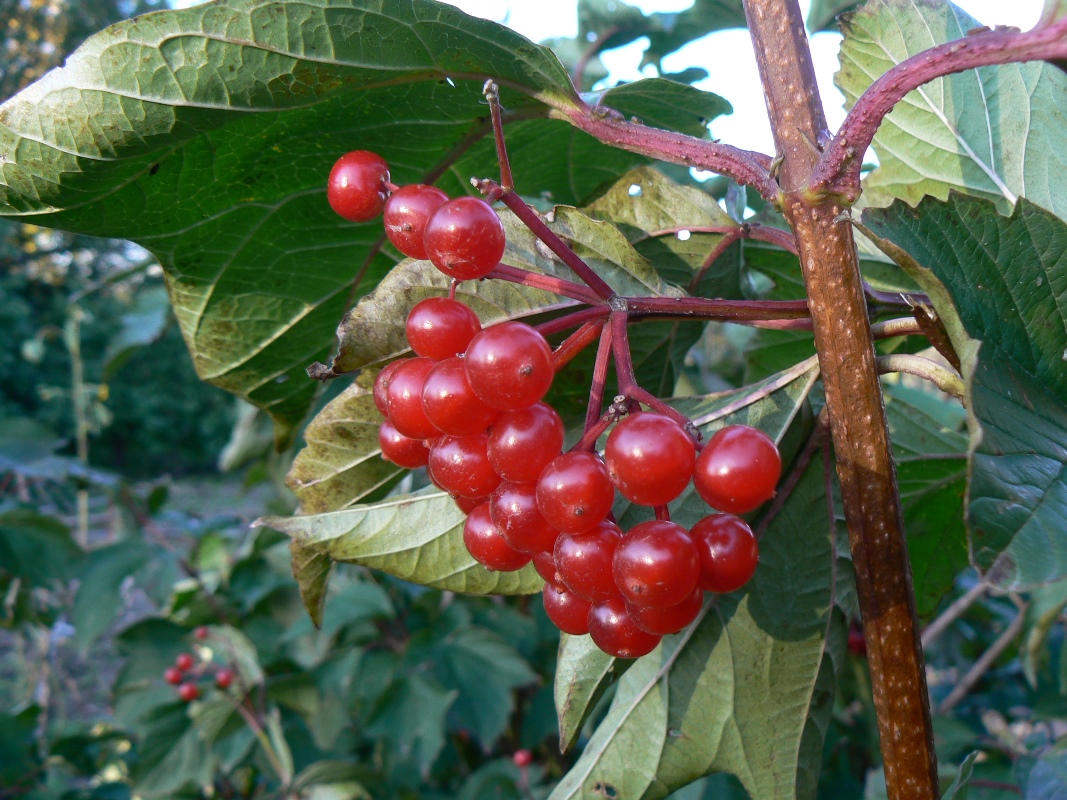 Изображение особи Viburnum sargentii.