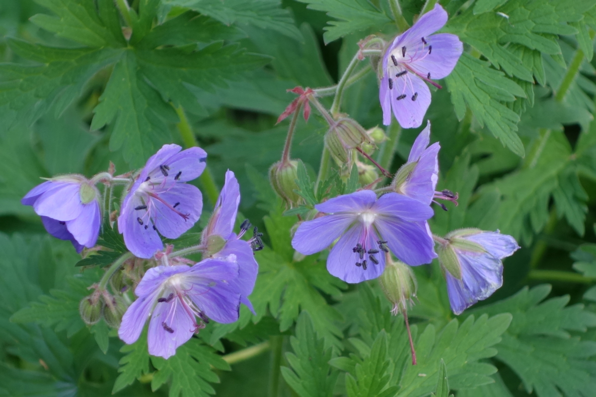 Изображение особи Geranium pratense.