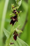 Ophrys insectifera