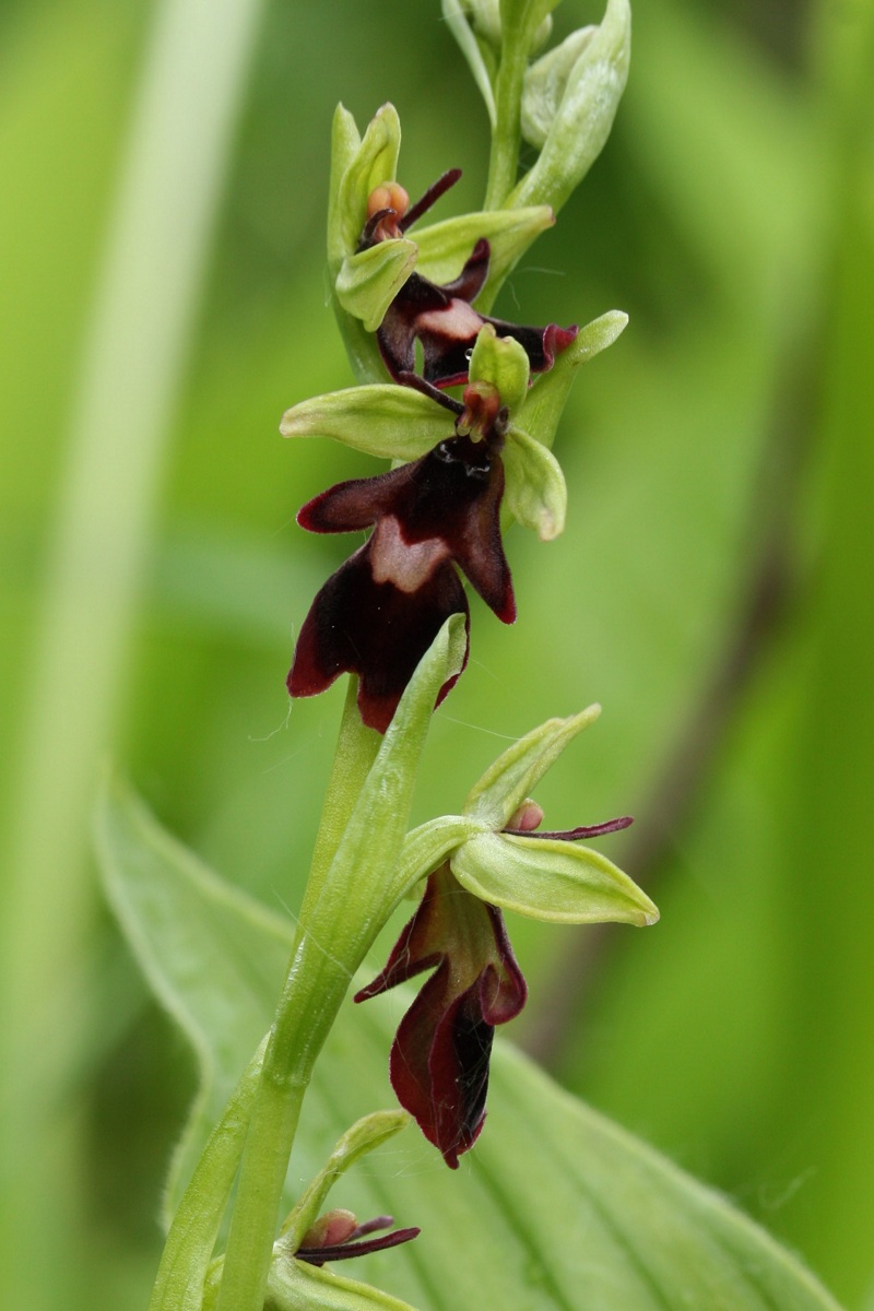 Image of Ophrys insectifera specimen.