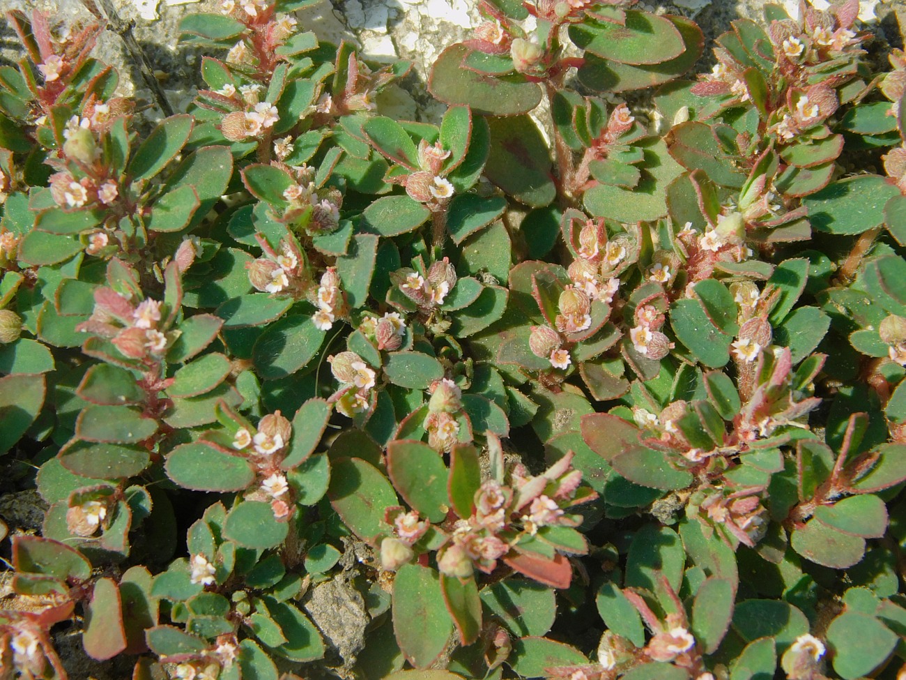 Image of Euphorbia maculata specimen.