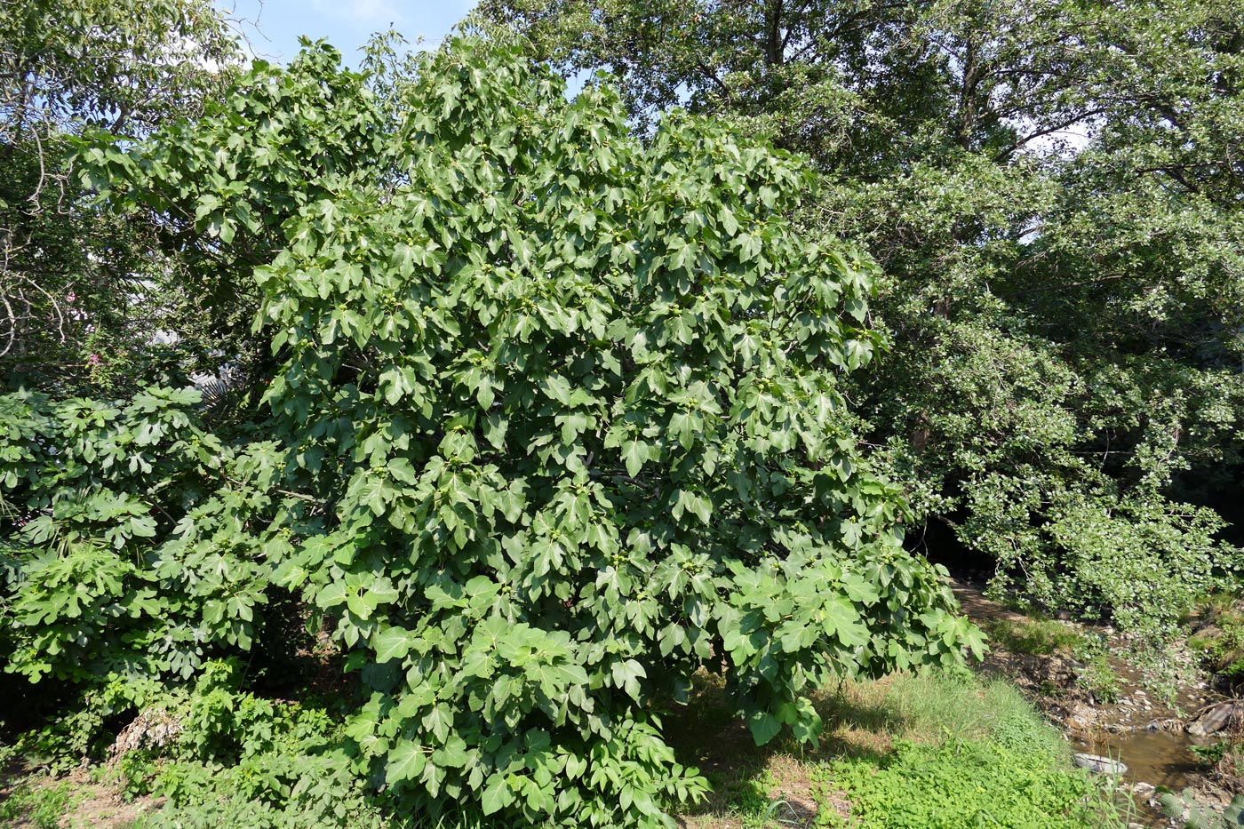 Изображение особи Ficus carica.