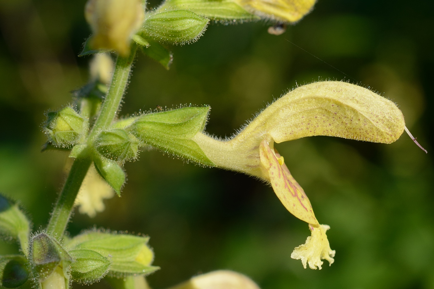 Image of Salvia glutinosa specimen.