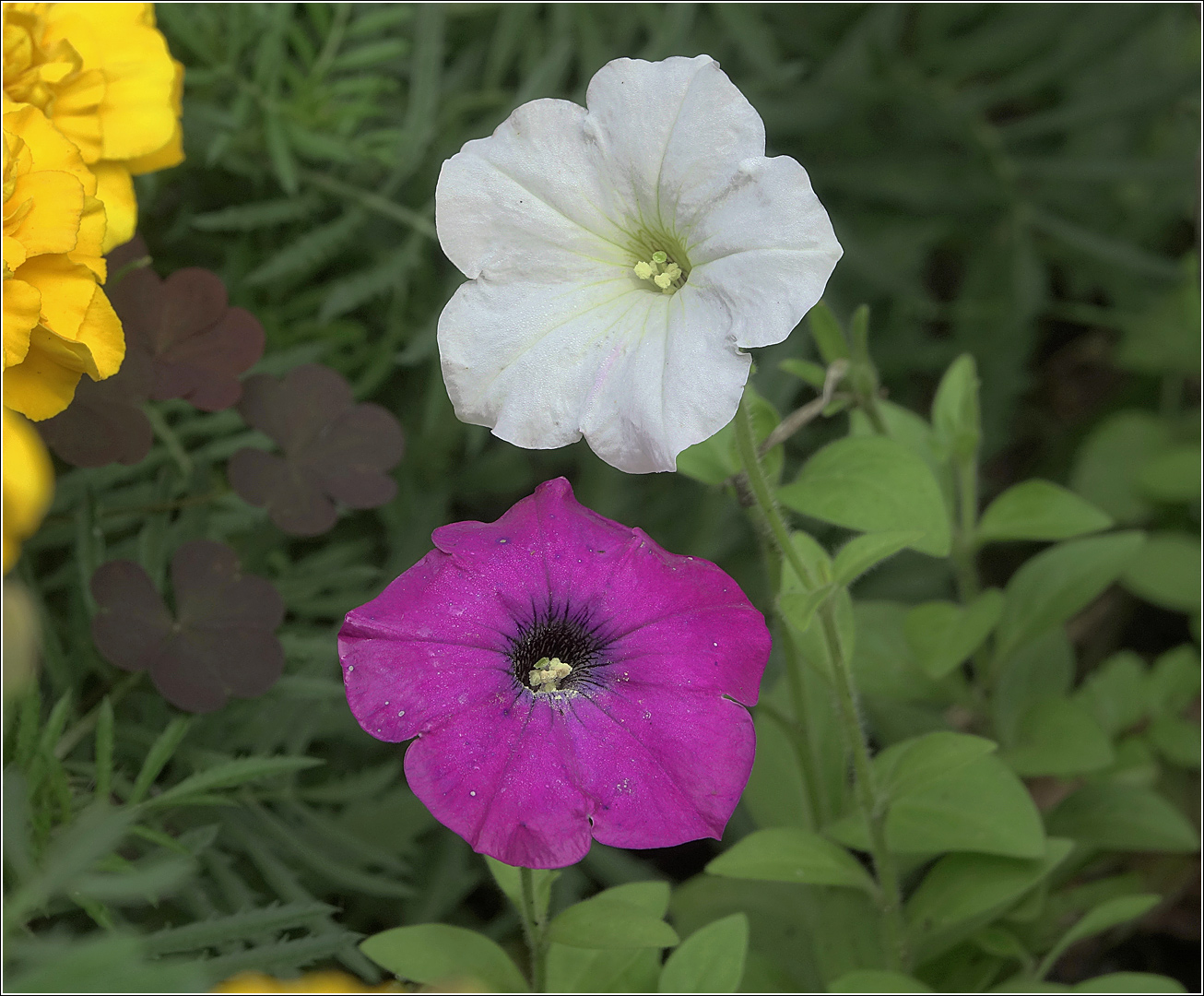Image of Petunia × atkinsiana specimen.