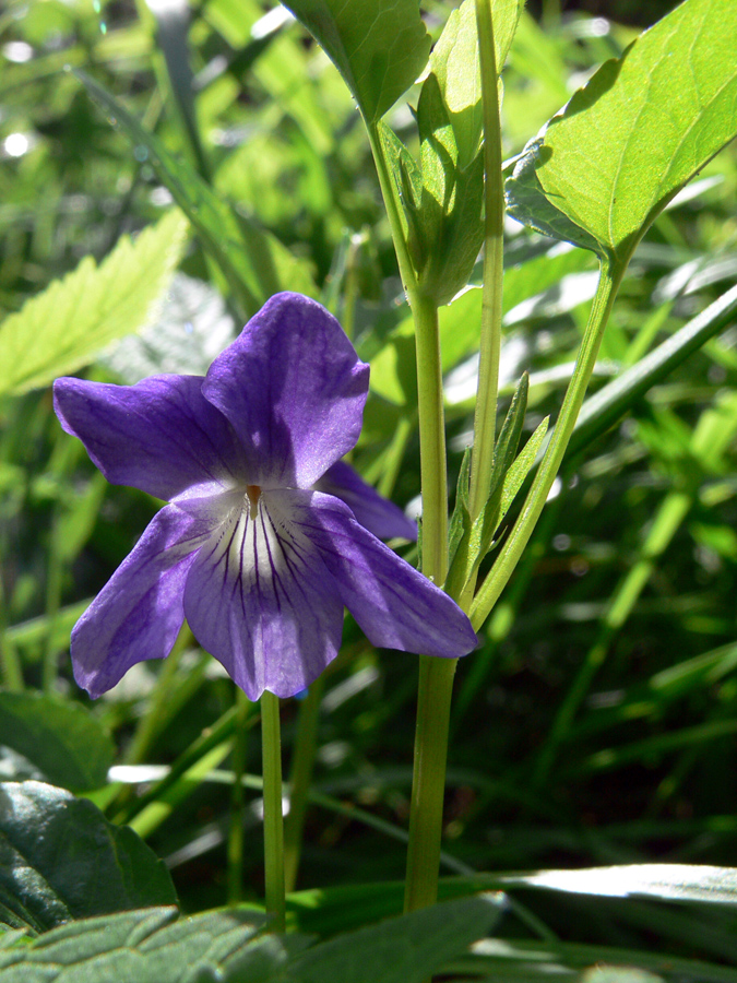 Изображение особи Viola ruppii.