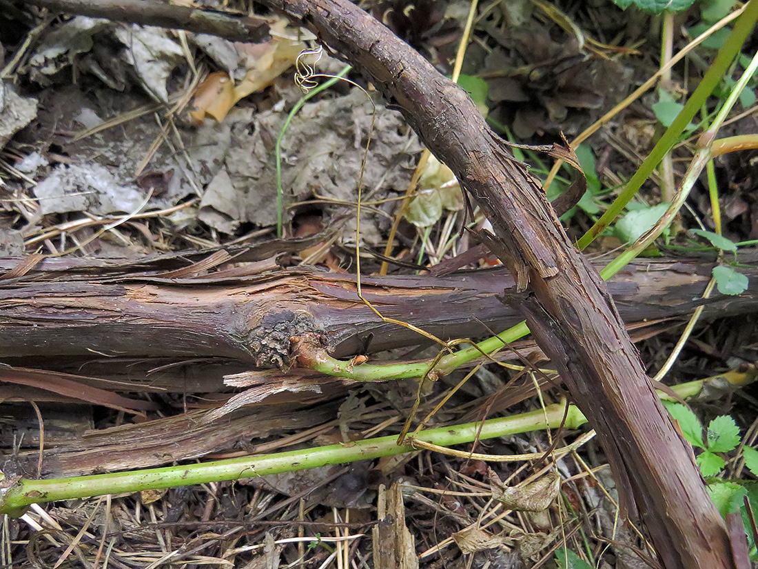 Изображение особи Vitis amurensis.