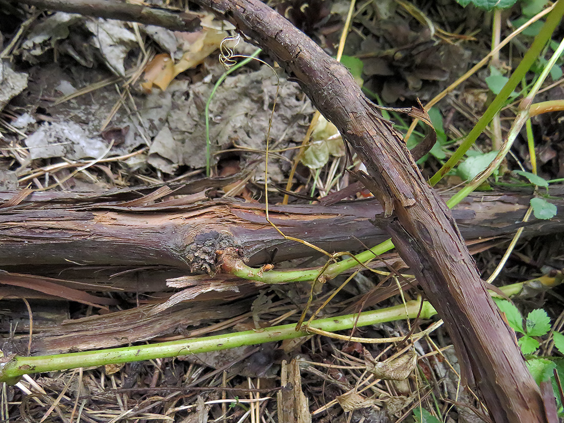 Image of Vitis amurensis specimen.