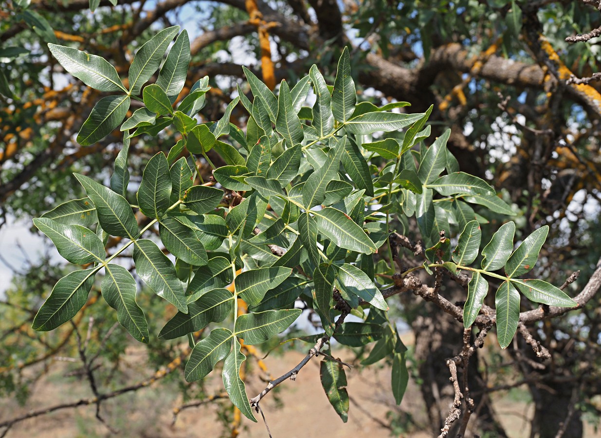 Image of Pistacia mutica specimen.